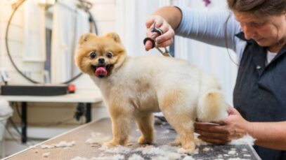 Oferta de empregos para tosadores cai 18% em um ano