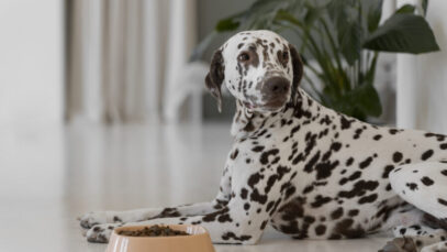 Indústria de pet food amplia atuação e mira novos segmentos