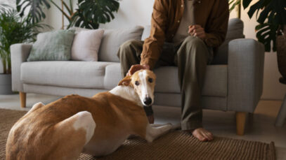 pets em apartamentos