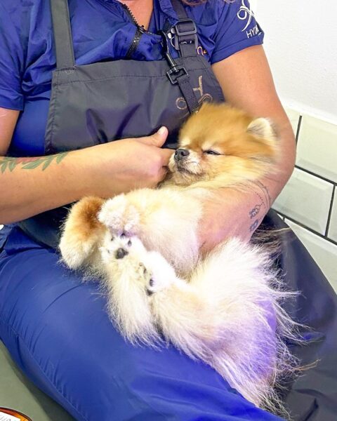 Banhista Clube04 FRANQUIA DE BANHO E TOSA