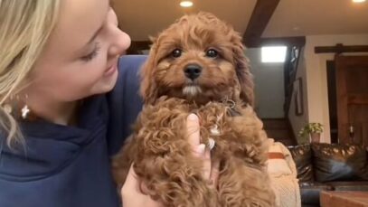 Raça canina | Foto: Reprodução TikTok: @darcyeallen