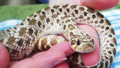 cobra de estimação