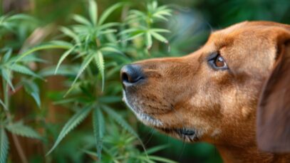 CANNABIS PARA PETS
