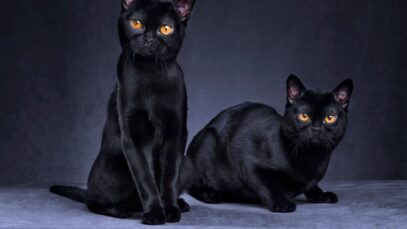 Dia Nacional do Gato Preto