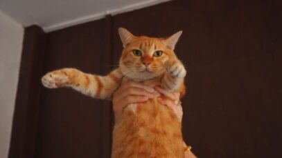 coloração laranja em gatos