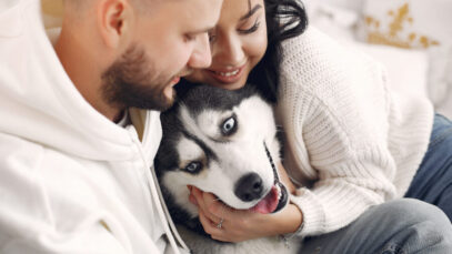 guarda compartilhada de pets