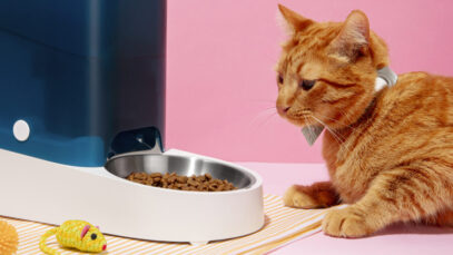 Mercado de rações para gatos deve liderar expansão setorial