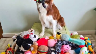 cachorra superdotada