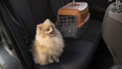 Projeto pode incluir rastreamento no transporte de animais