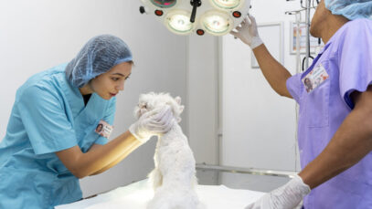 REAJUSTE SALARIAL DE MÉDICOS VETERINÁRIOS