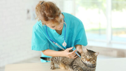 MERCADO VETERINÁRIO