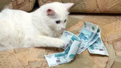 Faturamento do mercado pet supera R$ 75 bi em 2024