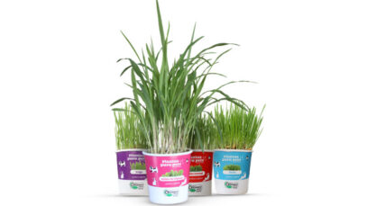 plantas orgânicas CLOROPHILA BRASIL