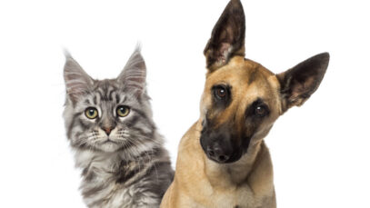 Global Pet Expo 2025