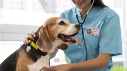 Veterinários uruguaios