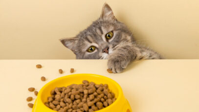 carga-tributaria-no-setor-pet-brasileiro