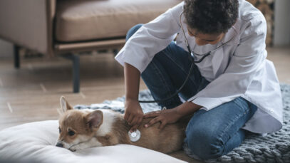 Atendimento veterinário domiciliar é tema de consulta pública