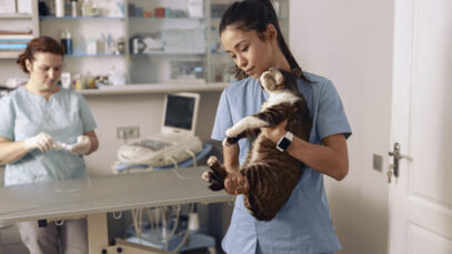 Comissão estimula elos do CFMV com o Congresso Nacional