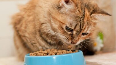 Pet Food na América Latina