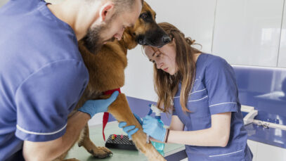 medicina veterinária