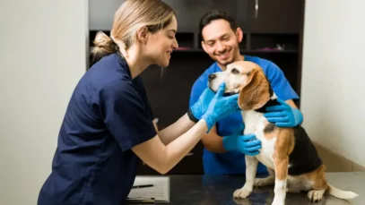 A segurança do paciente veterinário  e o futuro da qualidade assistencial