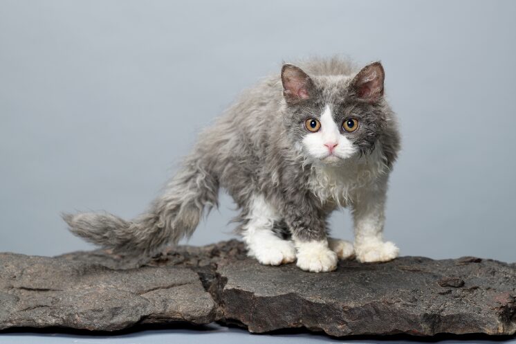 Selkirk Rex Selkirk Rex