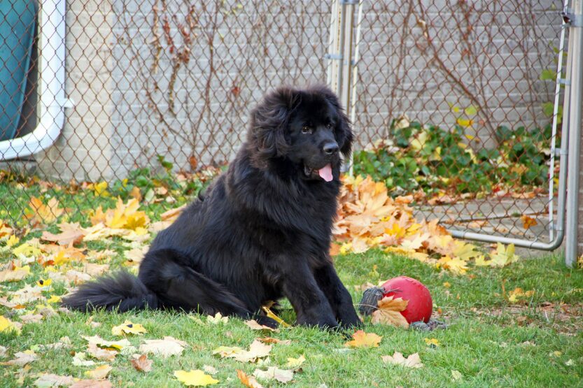 Terra Nova Terra Nova