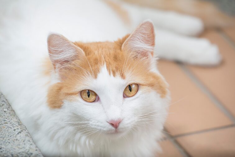 Turkish Van Turkish Van