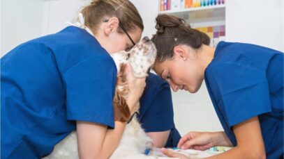 Mercado de trabalho para veterinários