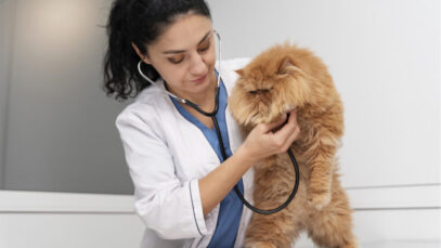 Número de veterinários no Brasil