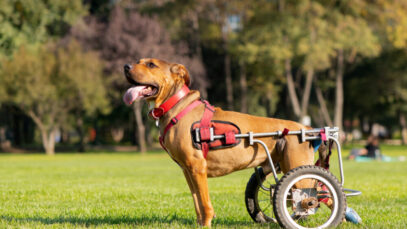 Conheça a 1ª IA dedicada ao cuidado de pets com deficiência no Brasil