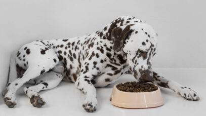 lindo-cachorro-dalmata-comendo