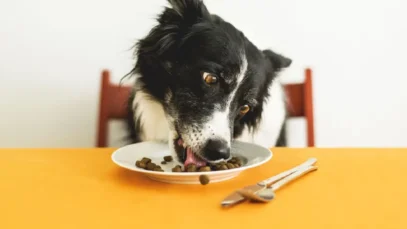 vet nutrition summit, nutrição veterinária, veterinária