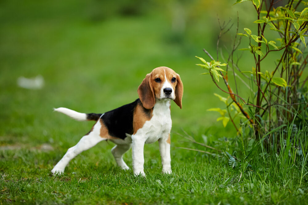 Beagle