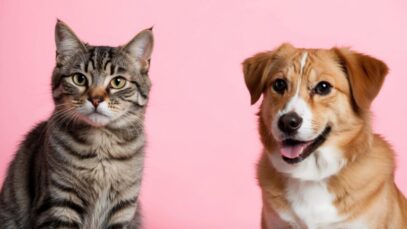 tatuagens-e-piercings-em-pets