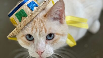 ONG-Adote-um-Gatinho