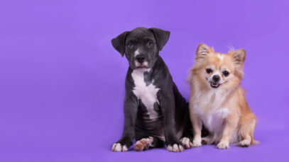 fusao-entre-petz-e-cobasi