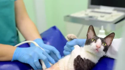 Mercado de saúde animal em 2024