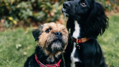 zoetis-receita-segundo-semestre