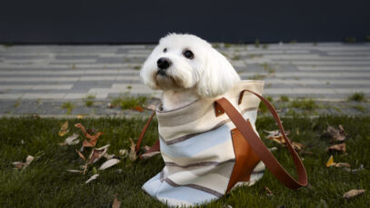 dia-mundial-do-cachorro