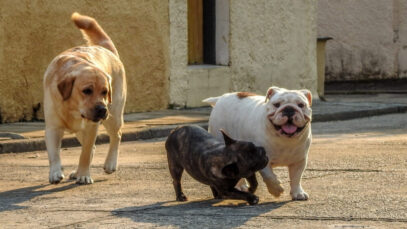 Dados dos animais microchipados serão cadastrados no Sistema de Cadastro Nacional de Animais Domésticos